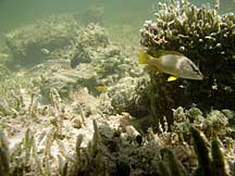Areas of macroalgae turf serve as critical nursery habitat for many fish species.
