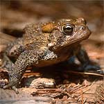 Photo of an American toad (Bufo americanus)