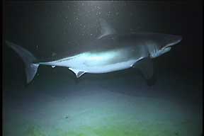 female great white shark