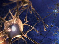 neuron body