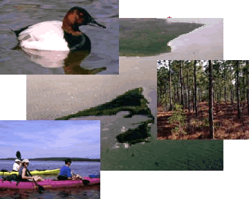 Collage of Pictures - Swimming Duck - 3 Kayakers in the water, Pine Forest, Aerial view of Cedar Island