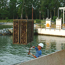 A steel cage filled with seed oysters is lifted from the water.