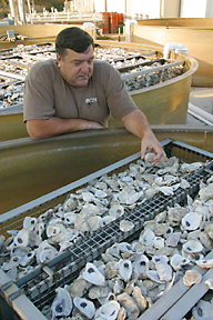 Don Meritt inspects oyster shells from a steel cage used to raise spat.