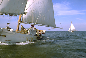 A skipjack sails in search of oysters in Maryland waters.