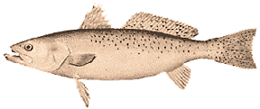 an adult spotted sea trout