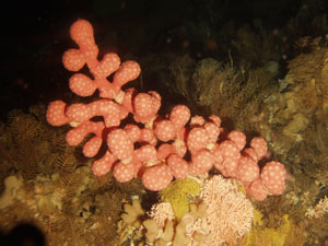 Bubblegum corals and hydrocorals are important components of Aleutian Island coral gardens