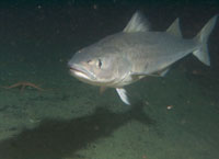 Adult sablefish