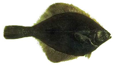 image of yellowfin sole