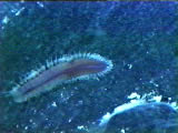 scaleworm