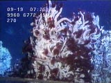 tubeworms at CASM vent