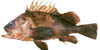 rockfish image