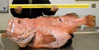 Very large shortraker rockfish in the laboratory