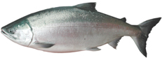 Adult Chum Salmon