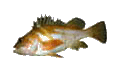 rockfish image