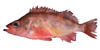 rockfish image