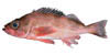 rockfish image