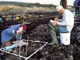 John Tarpley (California Office of Spill Prevention and Response) and Herb Leedy (MINT) use a point intercept sampling method to determine dynamics of disturbed mussel beds. 