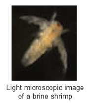 Light microscopic image of a brine shrimp