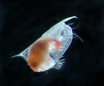 Conchoecissa imbricata is about 2 mm long