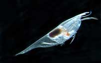 Conchaecilla daphnoideshas bioluminescence as protection