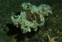 Juvenile rockfish in sponge from Delta submersible