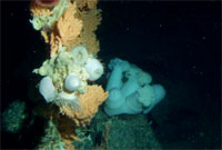Coral, boulder habitat from Delta submersible