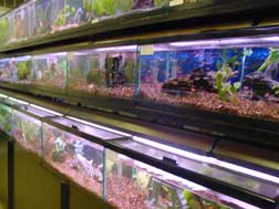Rows of aquariums exhibit exotic species of plants and fish for sale to the public 