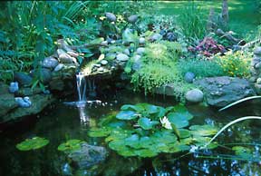 This lush watergarden with its small waterfall probably contains AIS that could harm the environment if not cared for properly.
