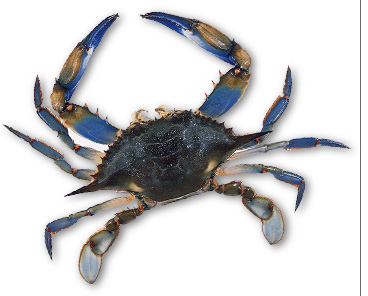 Blue Crab