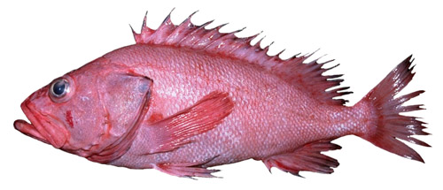shortraker rockfish