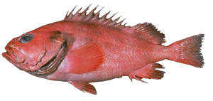 shortraker rockfish