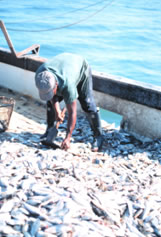 Picture of bycatch being discarded from a shrimp trawl catch