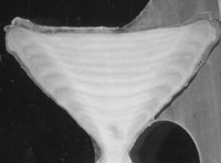 Skate vertebra image