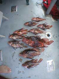 This collection of ten liofish desplayed on deck will later be analyzed for genetic fingerprints.