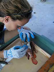 A scientist dissects a lionfish gut to determine what it had eaten.