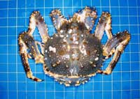 Dorsal view of a blue king crab