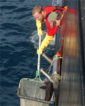 AFSC sablefish longline survey