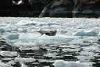 harbor seals and glacial ice