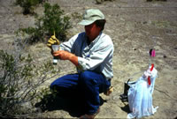 USGS scientist sampling plants for tritium analysis. The plants act as detectors for the presence of tritium in the soil's water vapor
