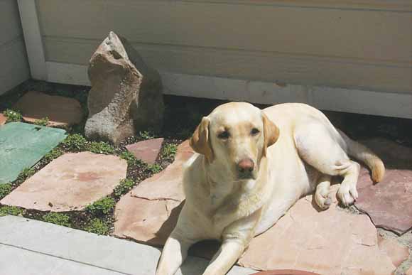 photo of cute Yellow Lab