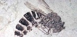 Fossil of a wasp