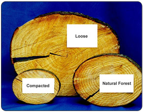 These cross sections of trees are all the same age and were cut the same distance from the ground.  At bottom right is a section from a natural forest that’s never been mined.  At bottom left is a section from a reclaimed mine site where the soil was packed down and compacted the way everyone thought it should be for the last 30 years.  At top is a section from a tree grown on reclaimed mine land where the soil was packed loosely instead of compacted.  With proper planting techniques and care, the growth of trees can be doubled over what they would experience naturally.