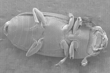 The Sap Beetle: 28x magnification