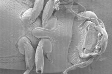 The Sap Beetle: 56x magnification