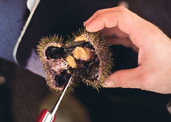 Opened sea urchin showing gonads