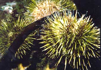 Prickly green sea urchins  are the focus of research