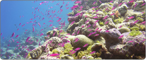 Coral Reef, Ailuk Atoll, Marshall Islands. [Click on image to see Full Size picture]