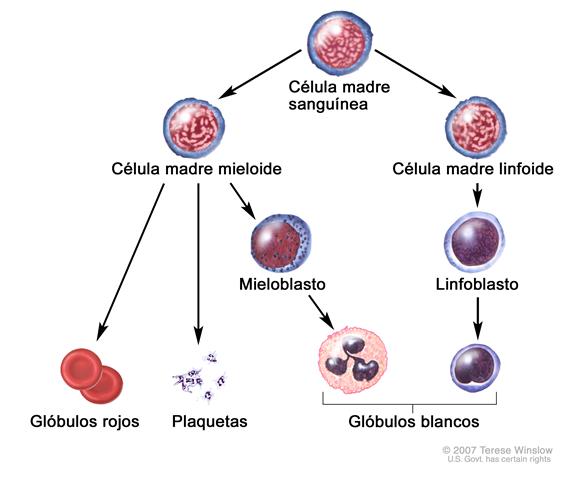 Evolución de una célula sanguínea; el dibujo muestra el proceso por el que pasa una célula madre sanguínea para convertirse en un glóbulo rojo, una plaqueta o un glóbulo blanco. Este dibujo muestra una célula madre mieloide que se convierte en un glóbulo rojo, una plaqueta, o un mieloblasto, el cual luego se convierte en un glóbulo blanco. También muestra una célula  madre linfoide que se convierte en un linfoblasto y luego en uno de varios tipos diferentes de glóbulos blancos.