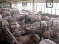 Emerging contaminants can originate from a variety of animal- and human-waste sources such as this hog production facility