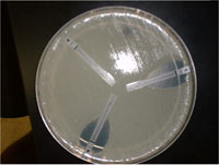 Bacteria are tested for resistance to antimicrobials using standard assays. Here the bacteria are resistant to one of three antibiotics